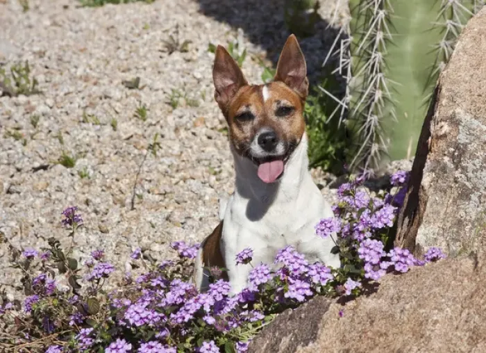 Framed Print : A Jack Russell Terrier sitting behind some purple flowers in desert garden