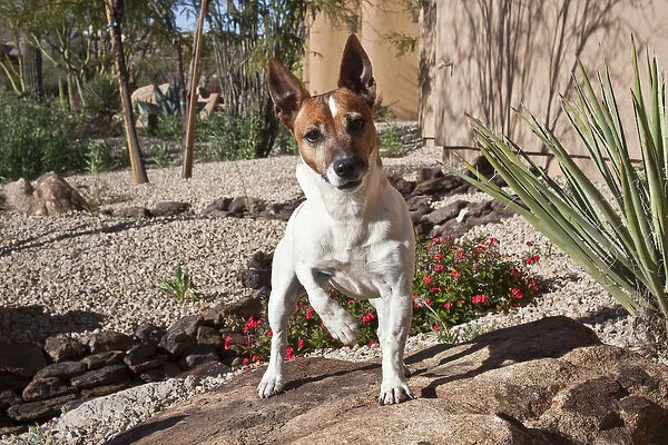 A Jack Russell Terrier standing on a rock in a desert garden