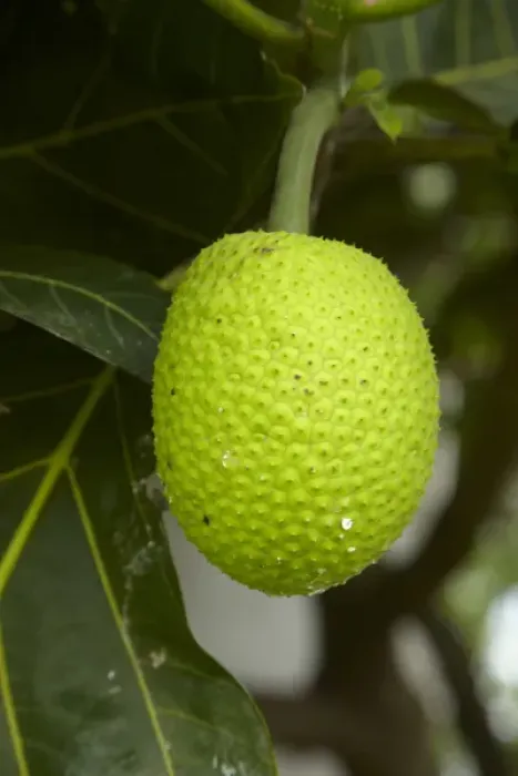 Framed Print : Jackfruit (Artocarpus heterophyllus), Namaqumaqua village, Coral Coast, Viti Levu