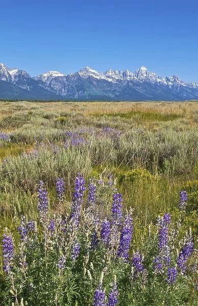 Jackson Hole Wyoming with the beautiful Grand Tetons mountain range and fields with
