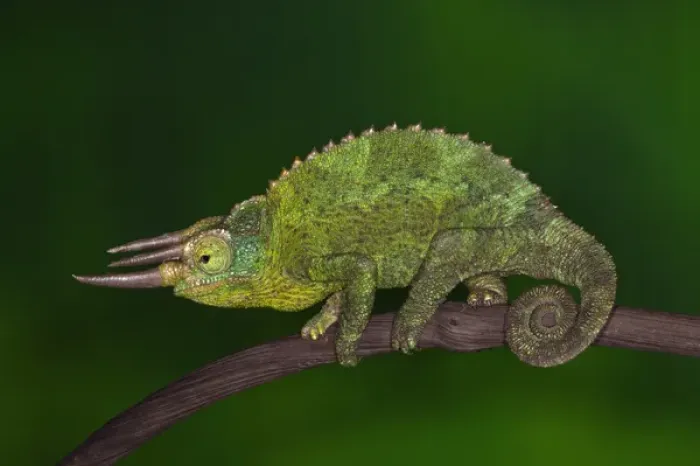 Framed Print : Jacksons Chameleon, Chameleo jacksoni, Kenya Framed Print : Jacksons Chameleon, Chameleo jacksoni, Kenya