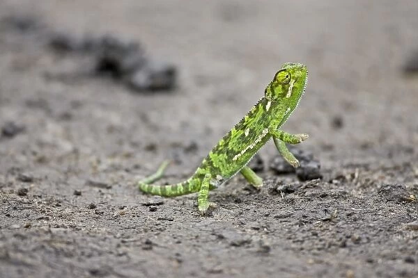 A jacksons Chameleon standing on the road in the Msai Mara Kenya