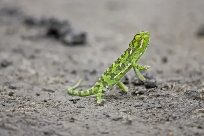 Framed Print : A jacksons Chameleon standing on the road in the Msai Mara Kenya