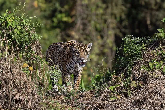 Framed Print : Jaguar on the bank of the Cuiaba River, Pantanal, Brazil Framed Print : Jaguar on the bank of the Cuiaba River, Pantanal, Brazil