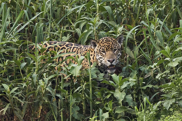 Jaguar emerging from tall vegetation