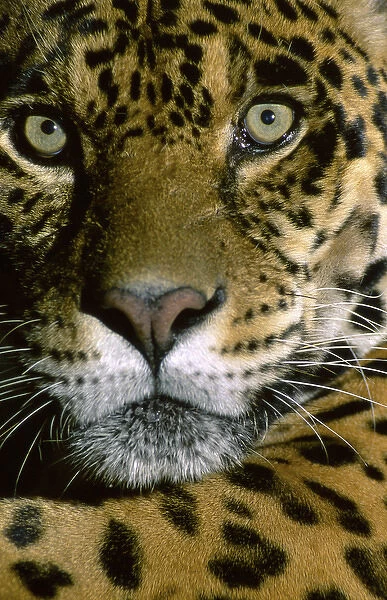 Jaguar Face (Panthera onca), Amazon Basin, Peru