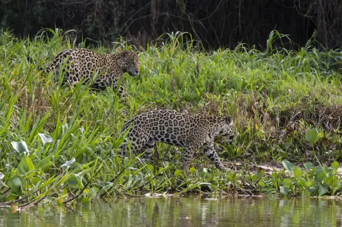 Framed Print : Jaguar, Pantanal, Mato Grosso, Brazil Framed Print : Jaguar, Pantanal, Mato Grosso, Brazil