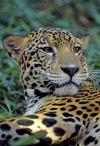 05. Jaguar, Panthera onca