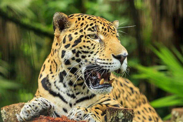 Jaguar (Panthera onca), Belize Zoo near Belize City, Belize, Central America