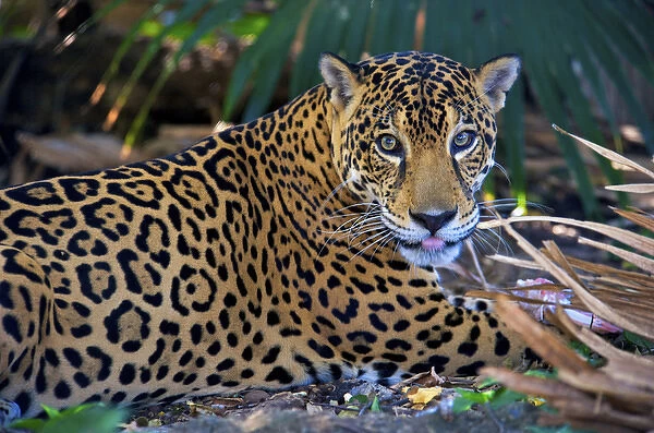 Jaguar (Panthera onca), Central America Jaguar (Panthera onca) Linnaeus, Costa Rica