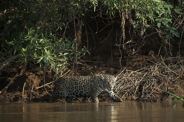 Jaguar (Panthera onca) female, Northern Pantanal, Mato Grosso, Brazil
