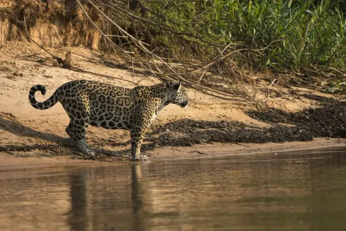Framed Print : Jaguar (Panthera onca) female, Northern Pantanal, Mato Grosso, Brazil Framed Print : Jaguar (Panthera onca) female, Northern Pantanal, Mato Grosso, Brazil