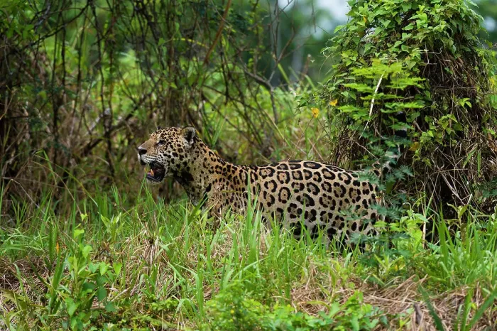 Framed Print : A Jaguar, Panthera onca, looking for prey near the Cuiaba River in Brazil. Mato Grosso Do Sul State, Brazil