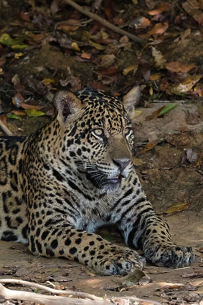 A jaguar, Panthera onca, resting on a river bank. Pantanal, Mato Grosso, Brazil