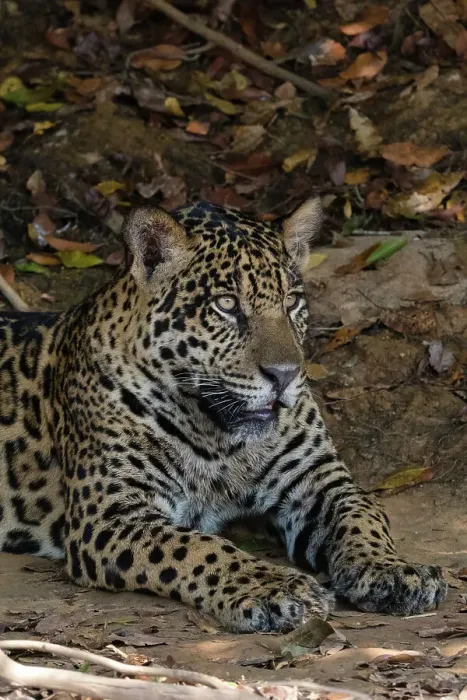 Framed Print : A jaguar, Panthera onca, resting on a river bank. Pantanal, Mato Grosso, Brazil Framed Print : A jaguar, Panthera onca, resting on a river bank. Pantanal, Mato Grosso, Brazil