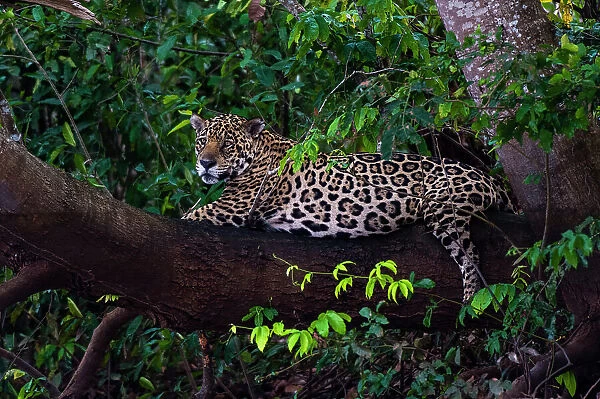 A Jaguar, Panthera onca, resting on a tree branch. Mato Grosso Do Sul State, Brazil