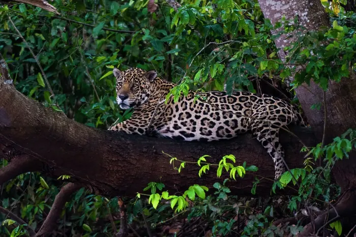 Framed Print : A Jaguar, Panthera onca, resting on a tree branch. Mato Grosso Do Sul State, Brazil Framed Print : A Jaguar, Panthera onca, resting on a tree branch. Mato Grosso Do Sul State, Brazil