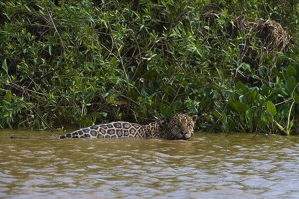 A jaguar, Panthera onca, in the river