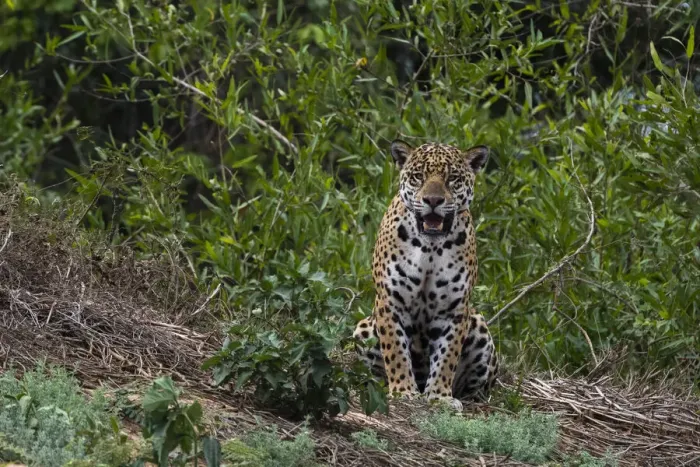Framed Print : A jaguar, Panthera onca, standing