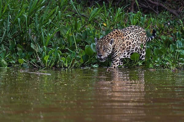 A Jaguar, Panthera onca, walking along the Cuiaba River. Mato Grosso Do Sul State, Brazil