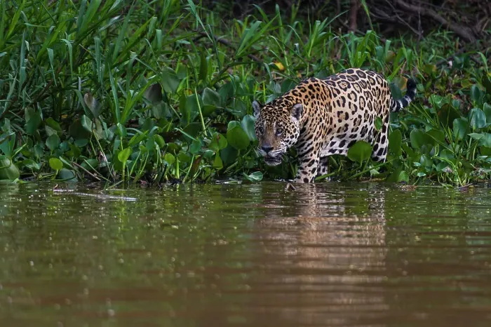 Framed Print : A Jaguar, Panthera onca, walking along the Cuiaba River. Mato Grosso Do Sul State, Brazil Framed Print : A Jaguar, Panthera onca, walking along the Cuiaba River. Mato Grosso Do Sul State, Brazil