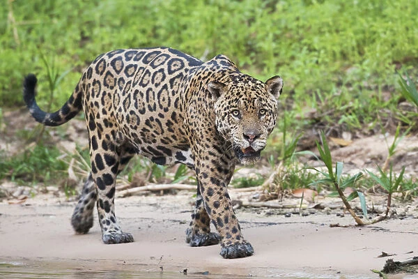 Jaguar on the prowl