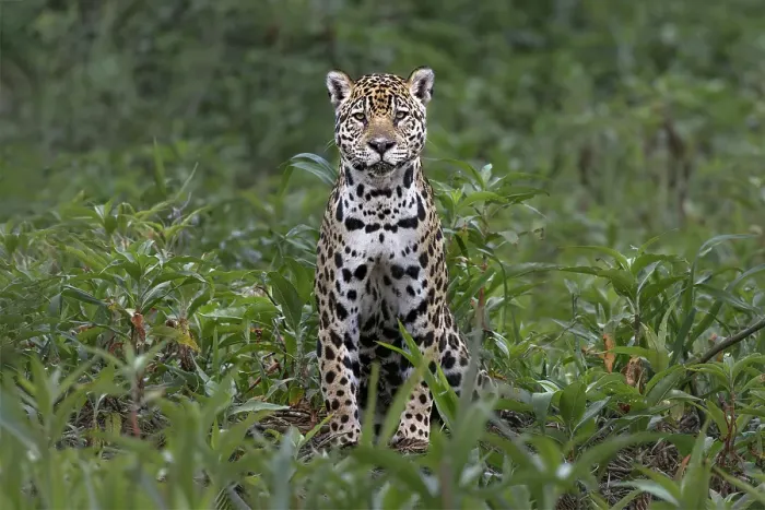 Framed Print : Jaguar along the river banks of Cuiaba River, Pantanal, Brazil