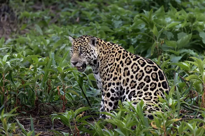 Framed Print : Jaguar along the river banks of Cuiaba River, Pantanal, Brazil Framed Print : Jaguar along the river banks of Cuiaba River, Pantanal, Brazil