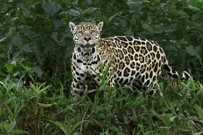 Framed Print : Jaguar along the river banks of Cuiaba River, Pantanal, Brazil Framed Print : Jaguar along the river banks of Cuiaba River, Pantanal, Brazil