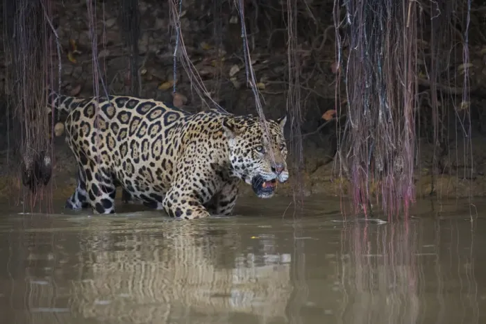 Framed Print : Jaguar stalking