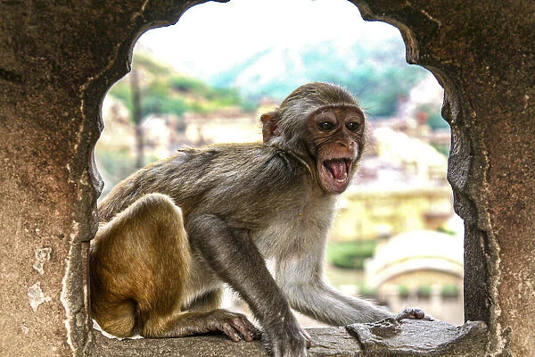 Jaipur, India, Monkey Temple, laughing Macaque