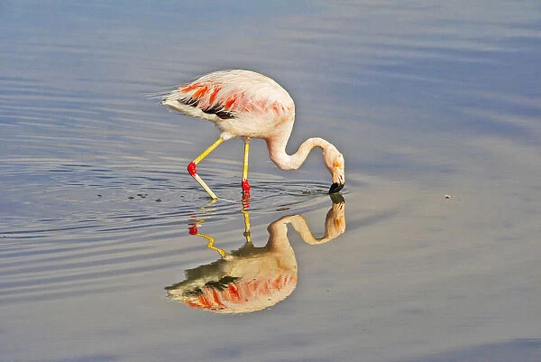 James Flamingo in Flamingo National Park, San Pedro de Atacama, Antofagasta Region, Chile