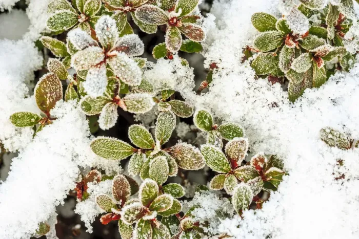 Framed Print : January Snow in Mill Creek, Washington State neighborhood