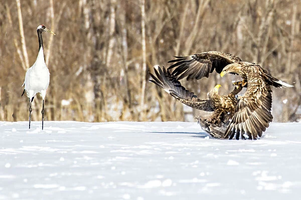 Japan, Hokkaido, Fighting Eagles