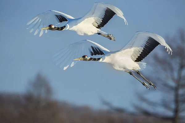 Japan, Hokkaido. Japanese cranes flying. Credit as: Jim Zuckerman  /  Jaynes Gallery  /  DanitaDelimont