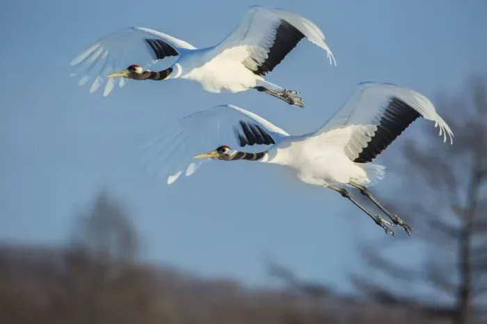 Framed Print : Japan, Hokkaido. Japanese cranes flying. Credit as: Jim Zuckerman / Jaynes Gallery / DanitaDelimont Framed Print : Japan, Hokkaido. Japanese cranes flying. Credit as: Jim Zuckerman / Jaynes Gallery / DanitaDelimont