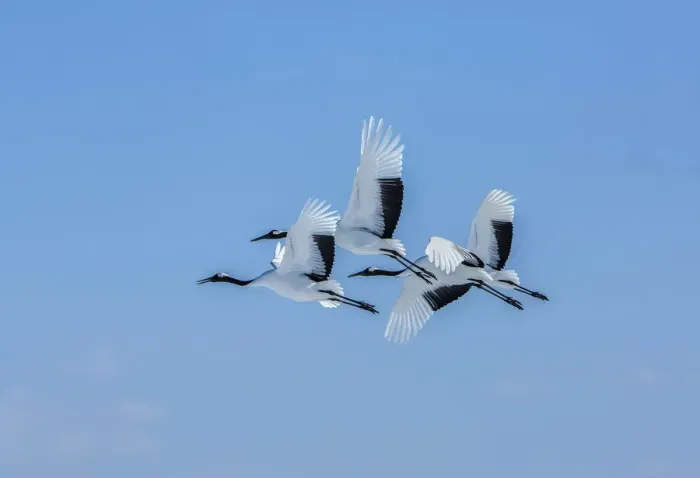 Framed Print : Japan, Hokkaido. Japanese cranes flying. Credit as: Jim Zuckerman / Jaynes Gallery / DanitaDelimont Framed Print : Japan, Hokkaido. Japanese cranes flying. Credit as: Jim Zuckerman / Jaynes Gallery / DanitaDelimont