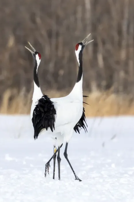 Framed Print : Japan, Hokkaido, Japanese Red-Crowned Cranes Framed Print : Japan, Hokkaido, Japanese Red-Crowned Cranes