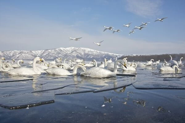 Japan, Hokkaido, Teshikaga. Whooper swans rest and fly over partially ice-covered Lake Kussharo
