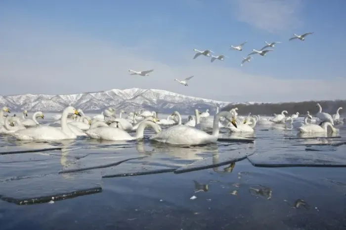 Framed Print : Japan, Hokkaido, Teshikaga. Whooper swans rest and fly over partially ice-covered Lake Kussharo Framed Print : Japan, Hokkaido, Teshikaga. Whooper swans rest and fly over partially ice-covered Lake Kussharo