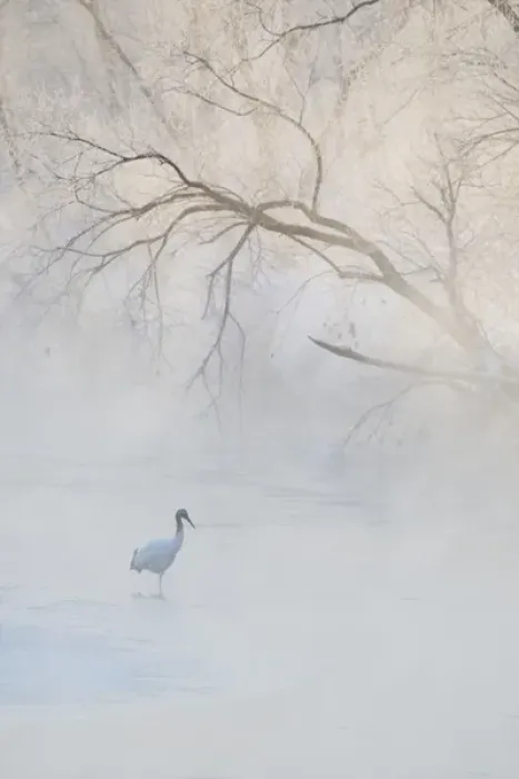 Framed Print : Japan, Hokkaido, Tsurui. A hooded crane walks through a cold river under hoarfrost-covered Framed Print : Japan, Hokkaido, Tsurui. A hooded crane walks through a cold river under hoarfrost-covered