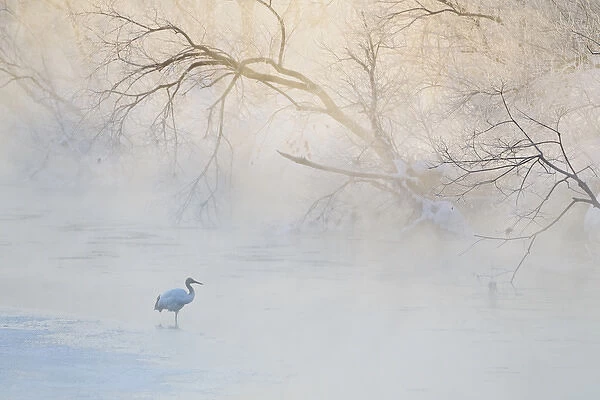 Japan, Hokkaido, Tsurui. Hooded crane walks in river at sunrise