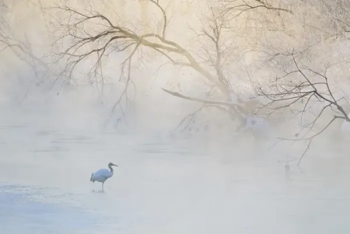 Framed Print : Japan, Hokkaido, Tsurui. Hooded crane walks in river at sunrise