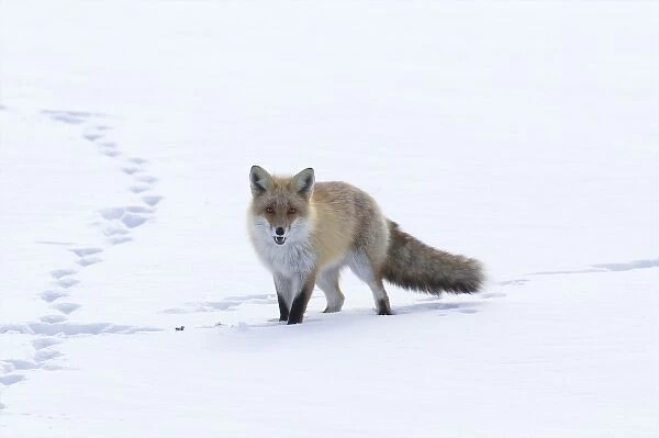 Japan, Hokkaido, Tsurui. A red fox walks through a snowy field