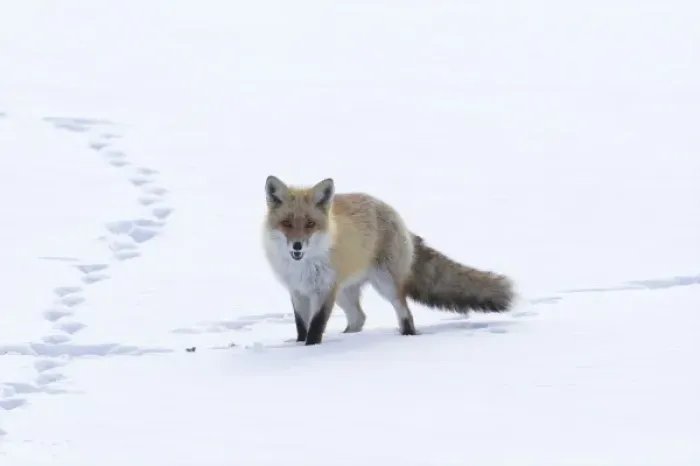 Framed Print : Japan, Hokkaido, Tsurui. A red fox walks through a snowy field