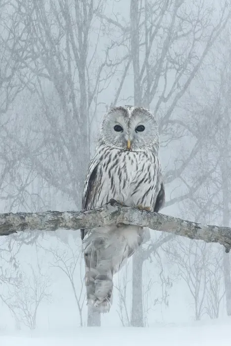 Framed Print : Japan, Hokkaido. Ural owl on limb in winter. ©Jim Zuckerman / Jaynes Gallery / DanitaDelimont.com Framed Print : Japan, Hokkaido. Ural owl on limb in winter. ©Jim Zuckerman / Jaynes Gallery / DanitaDelimont.com