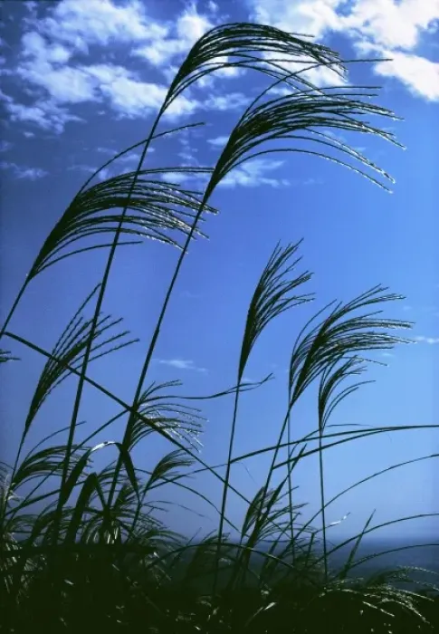Framed Print : Japan, Honshu, Kanagawa Pref. Fuji-Hakone-Izu NP. Susuki grasses stand tall in