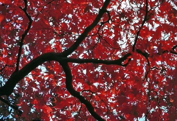 Japan, Honshu, Tochigi Pref. Nikko NP. Scarlet maple leaves contrast with blue sky at Nikko N