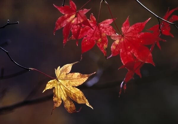 Japan, Honshu, Tochigi Pref. Nikko NP. Maples leaves take on vibrant colors in the