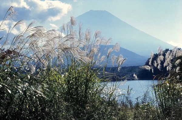 Japan, Honshu, Yamanashi Pref. Fuji-Hakone-Izu NP. Susuki grasses frame Mt. Fuji